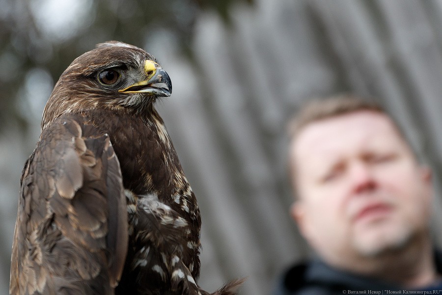 Пятеро местных и один залетный: на Куршской косе выпустили на волю канюков (фото)