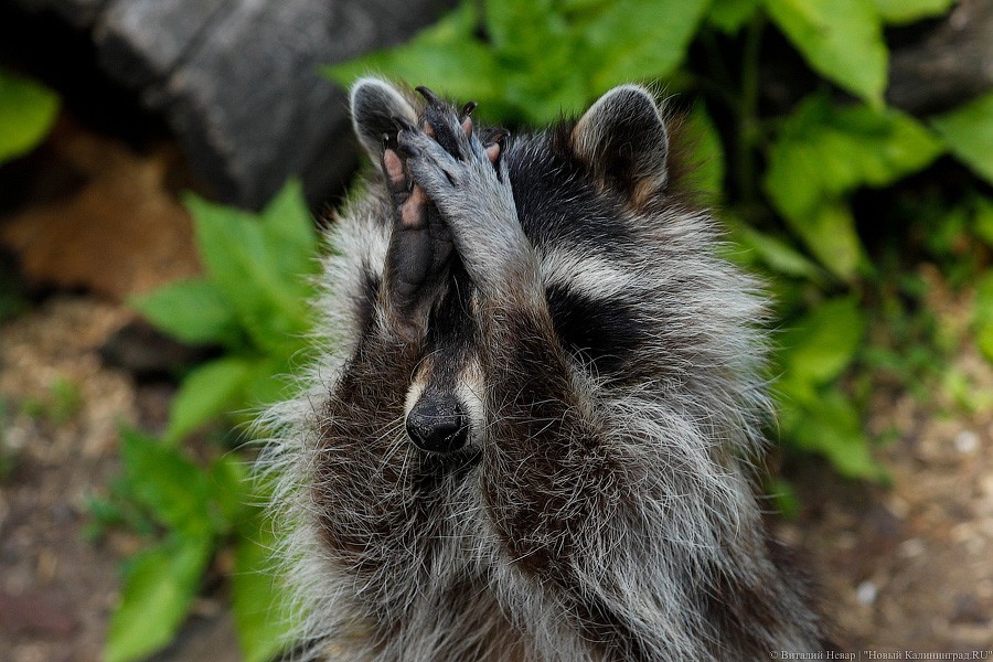 Дистанция в одного кенгуру: первый день работы Калининградского зоопарка (фото)