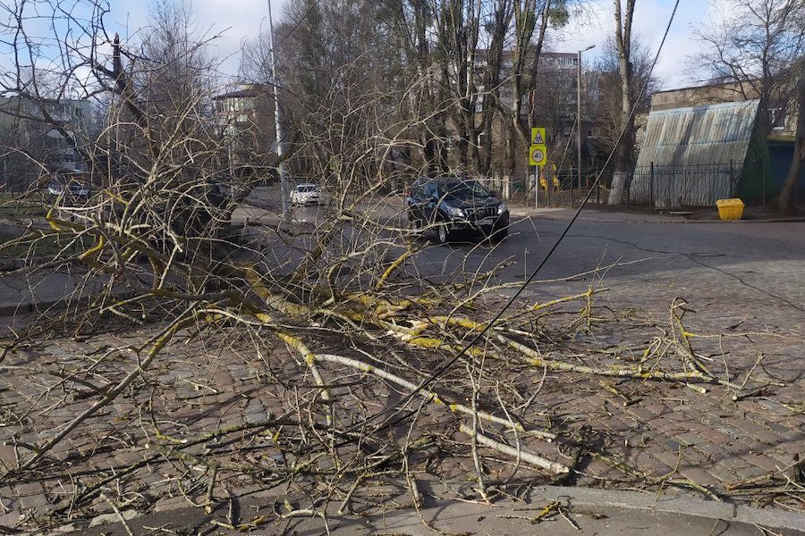 Столбы, деревья, указатели: последствия шторма в Калининграде (фото)