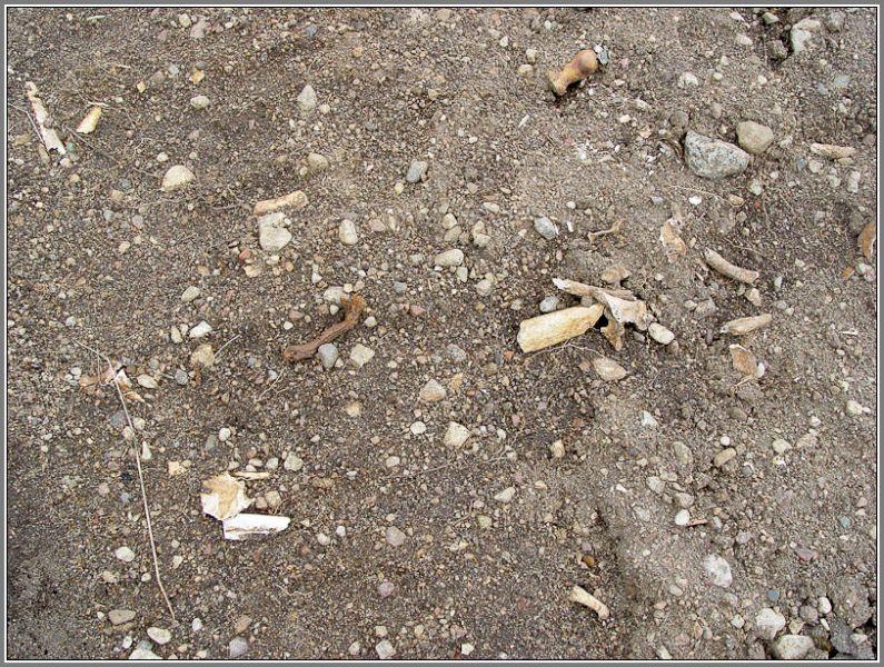 Заброшенная память: крупное захоронение Первой мировой под угрозой