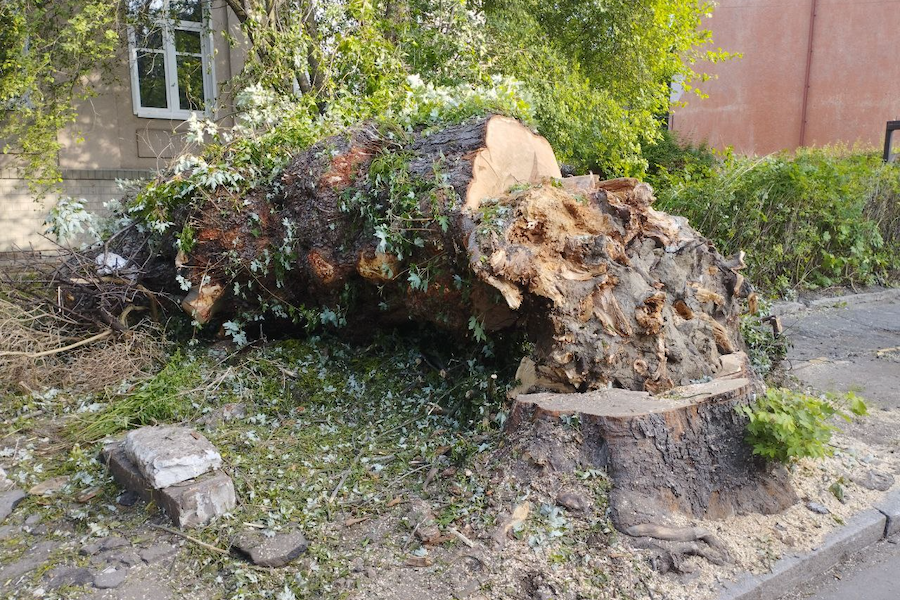 В Калининграде на улице Чапаева спилили клен диаметром 1,3 метра (фото)