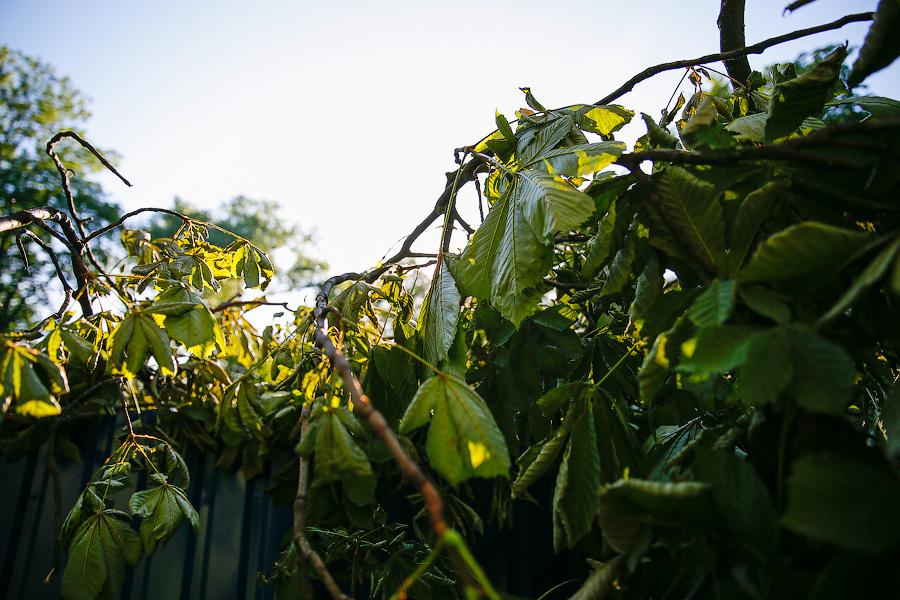 Все законно: власти Калининграда проиграли суд за сквер на улице Горького у прокуратуры
