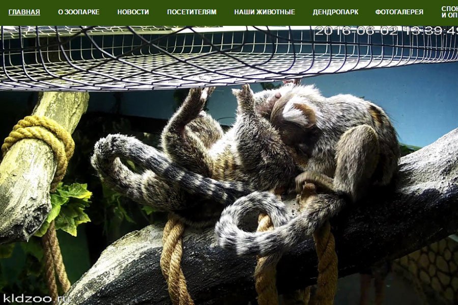 Скриншот онлайн-трансляции (предоставлен зоопарком)