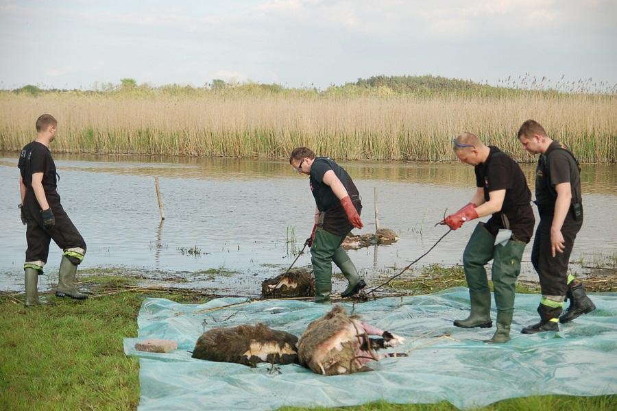 Россельхознадзор: в Польше — новый случай массового падежа кабанов из-за АЧС (фото)