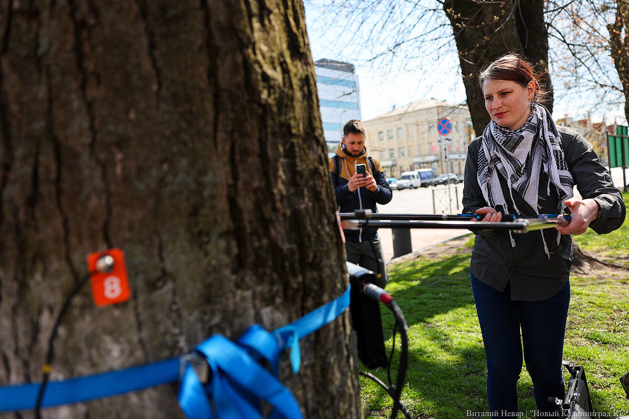 Правило «небуравчика»: власти Калининграда презентовали томограф для деревьев (фото)