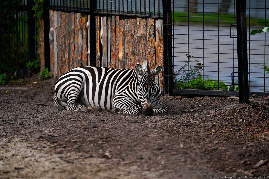 Вот компания какая: Калининградский зоопарк открыл все павильоны для посетителей