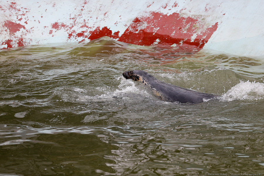 Мама, это я: в Калининградском зоопарке родились три тюлененка