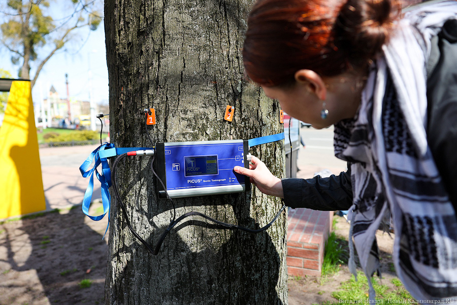 Правило «небуравчика»: власти Калининграда презентовали томограф для деревьев (фото)