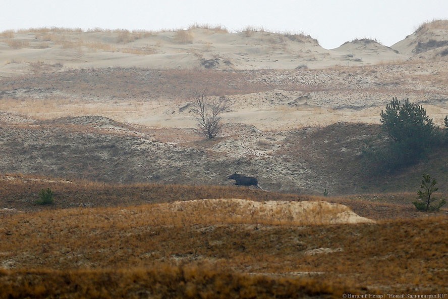 Губернатор о массовом отстреле кабанов: охотхозяйства «вешают лапшу на уши»