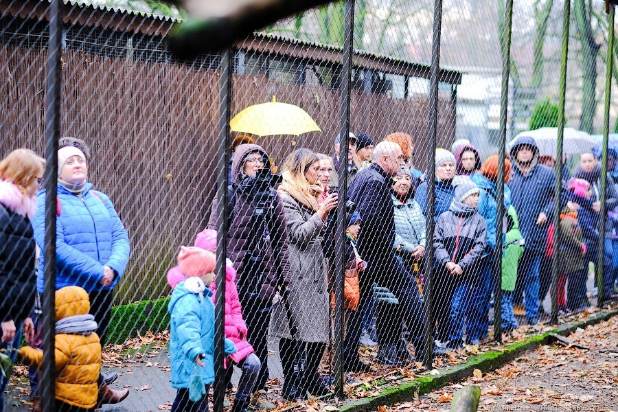 Тыква на обед, а не за билет! Показательное кормление животных в зоопарке (фото)
