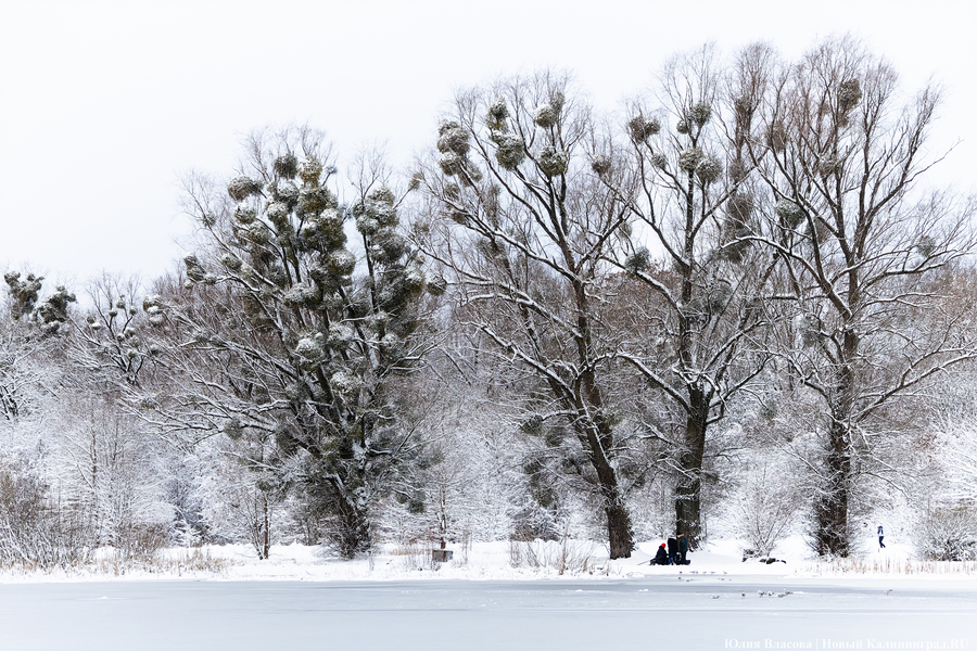 После двадцати лет ожидания: как Калининград встретил Новый год со снегом (фото)