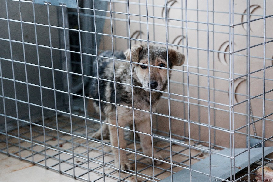 «Калининградтеплосеть» раздает служебных собак, которых заменили видеокамерами