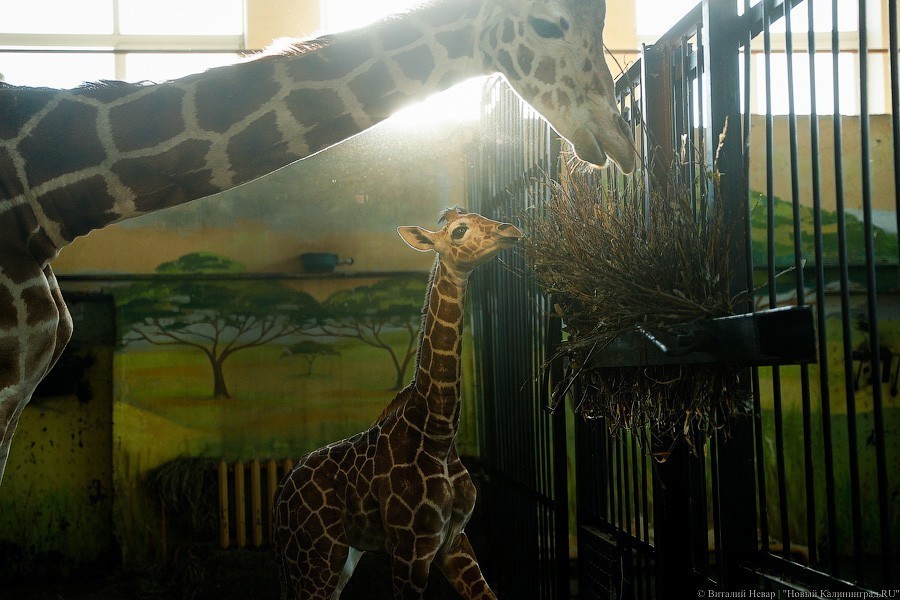 Любит веточки и маму: фоторепортаж из павильона, где живет новорожденный жираф (фото)