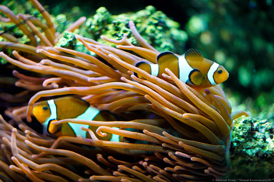 Вот компания какая: Калининградский зоопарк открыл все павильоны для посетителей