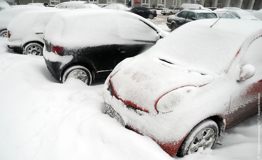 "Нападение белых мух": фоторепортаж "Нового Калининграда.Ru"