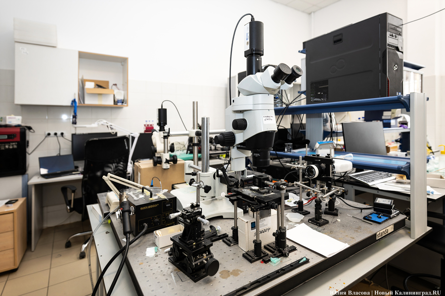 Квазиживое существо: как в БФУ им. И. Канта создают «химический» компьютер