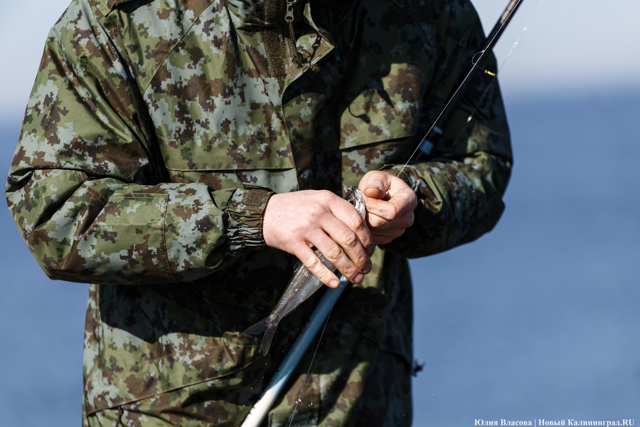 По несколько рыбин за раз: в Балтийске начался массовый лов салаки