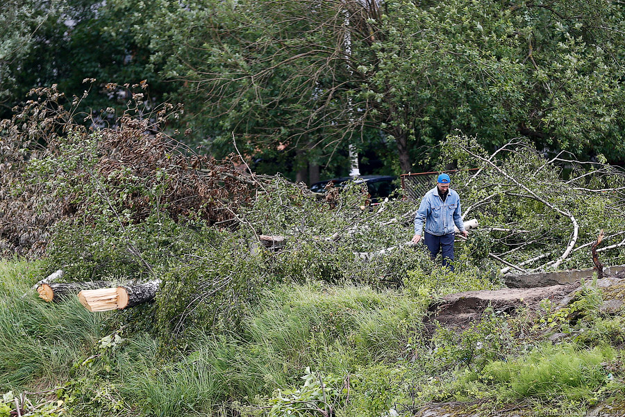 Для строительства набережной Карбышева разрешили вырубить 164 дерева (фото)