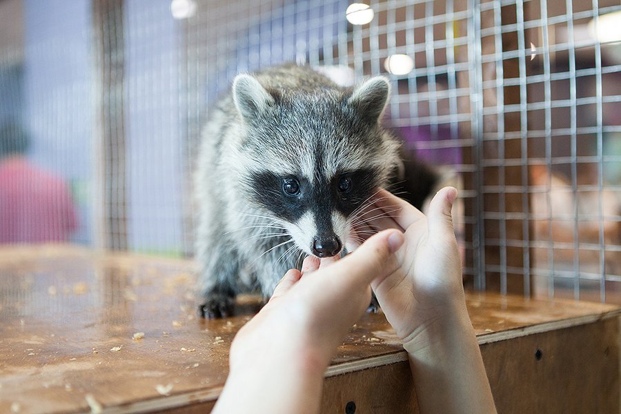 Игры, шопинг, зоопарк: как прошло открытие «Мега Дети»