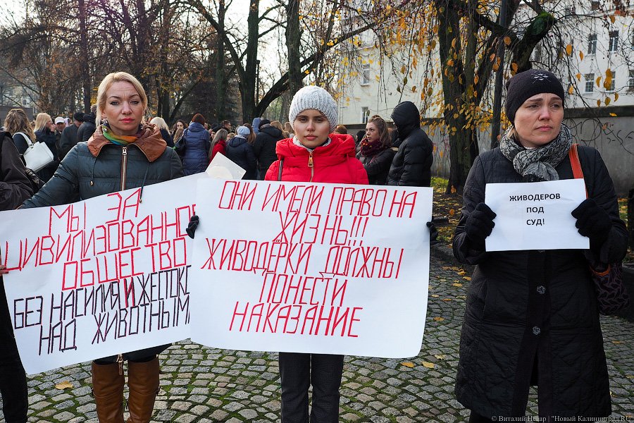 За что нас убивают?: как в Калининграде митинговали в защиту животных