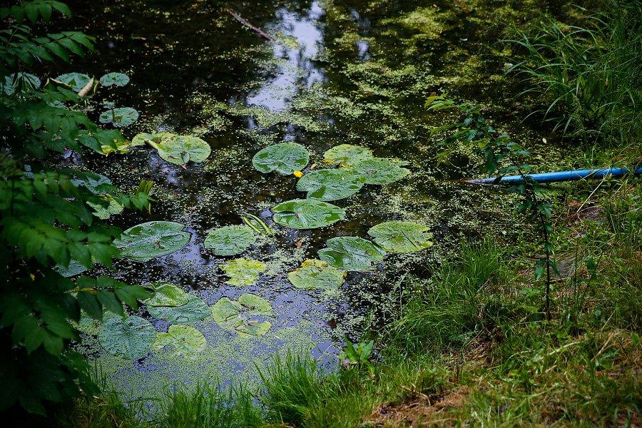 На неведомых дорожках: дендропарк калининградского Экоцентра