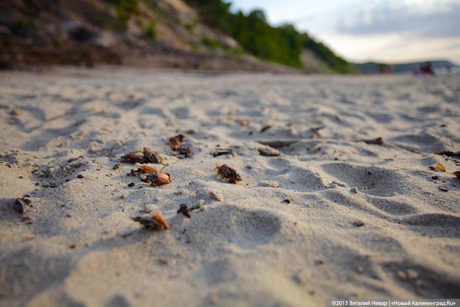 А жук и ныне там: мертвые насекомые разлагаются на побережьях области