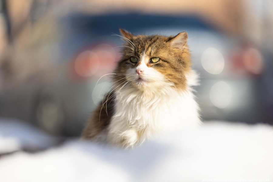 В Калининграде зафиксировали самую низкую температуру за 23 года 