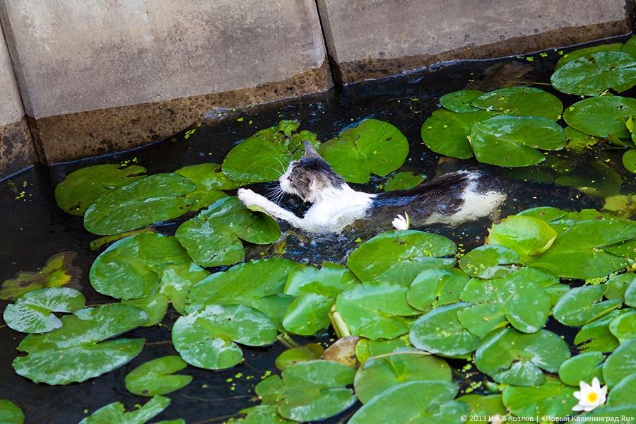 Сотрудники ГИМС спасли четвероногого утопающего