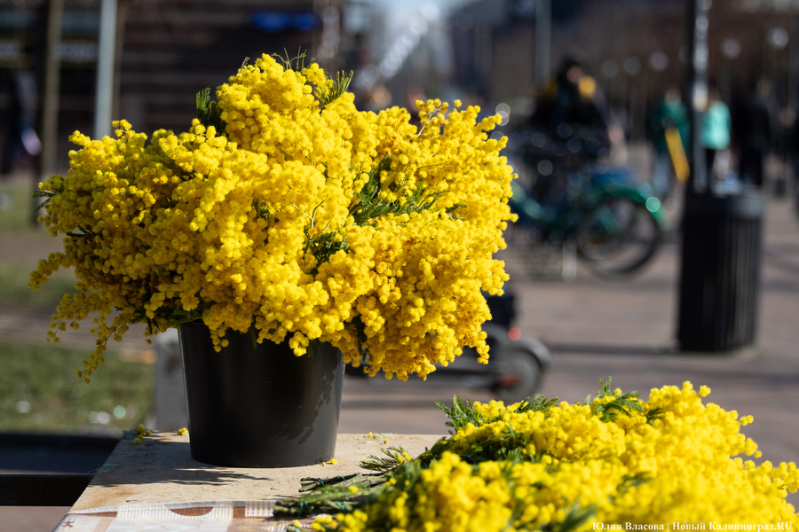 Цветочные баррикады: как выглядят улицы Калининграда 8 марта (фото)