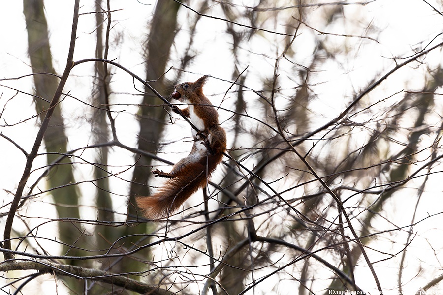 8 января: белка в парке Макса Ашманна