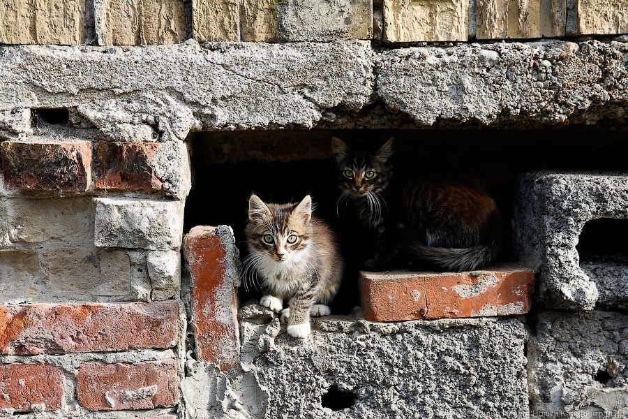 Минстрой запретил замуровывать котов в подвалах