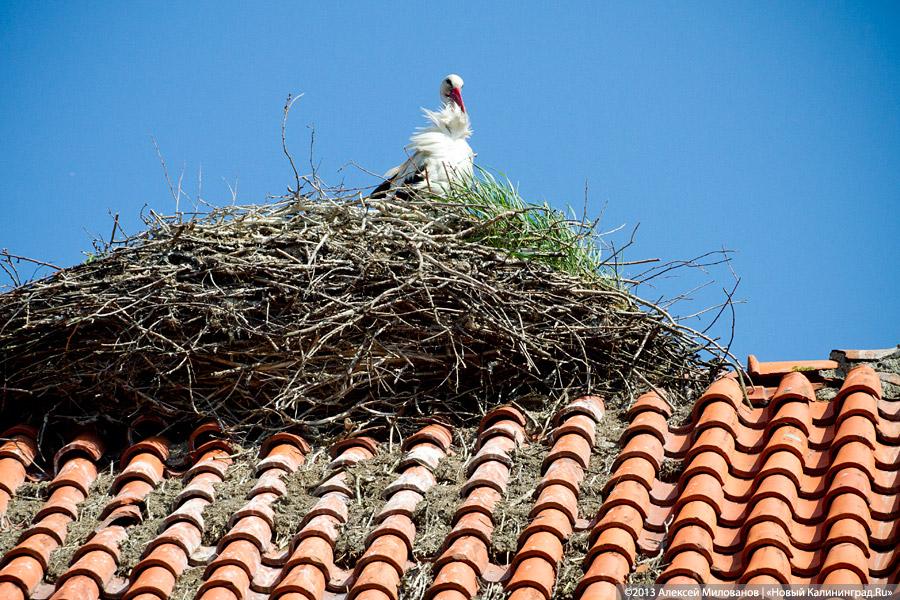 «Фрески и аисты»: вокруг кирхи в посёлке Кумачево идёт судебная тяжба