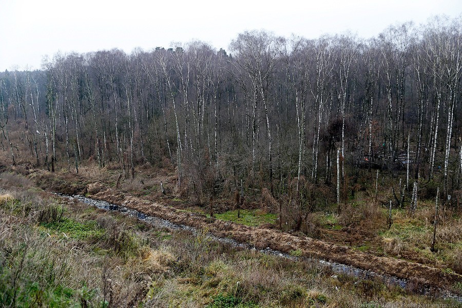 Прокуратура: оснований выводить из лесного фонда участок для трека «Автотора» нет