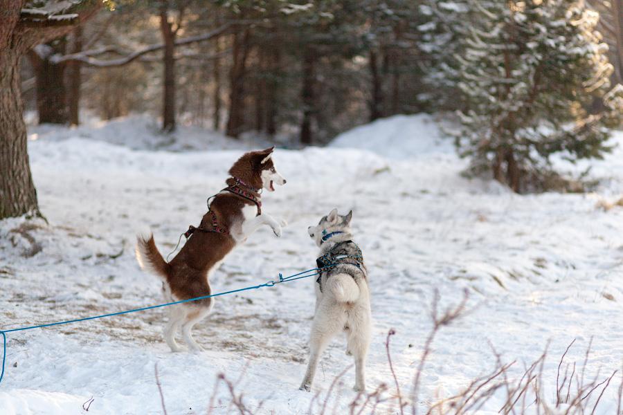 «Сказки о хаски»: фоторепортаж с тренировки ездовых собак и интервью с владельцами