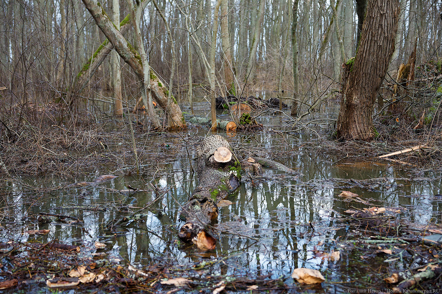 Кто здесь царь: последствия штормов на побережье (фото)