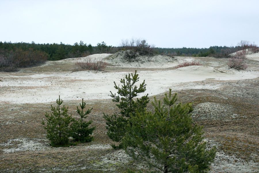 Фото: Виталий Невар / Новый Калининград 