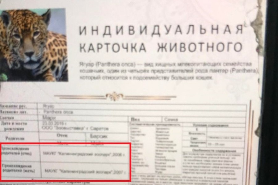 В интернете пытались продать детеныша ягуара, выдав за калининградского