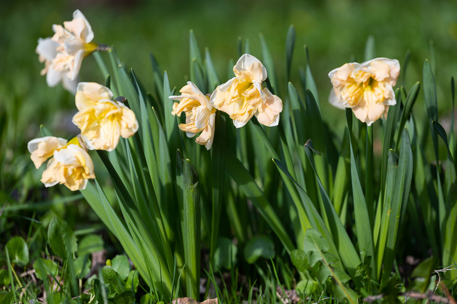 Весна в городе: посмотрите, как зацвёл Ботанический сад (фото)