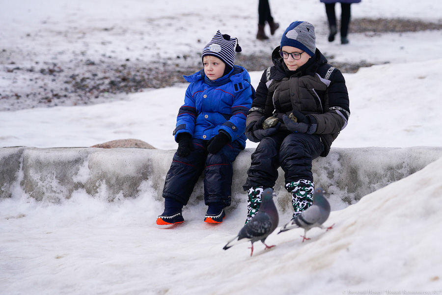 В Калининградской области массово гуляют по морскому льду, несмотря на запрет МЧС (фото)