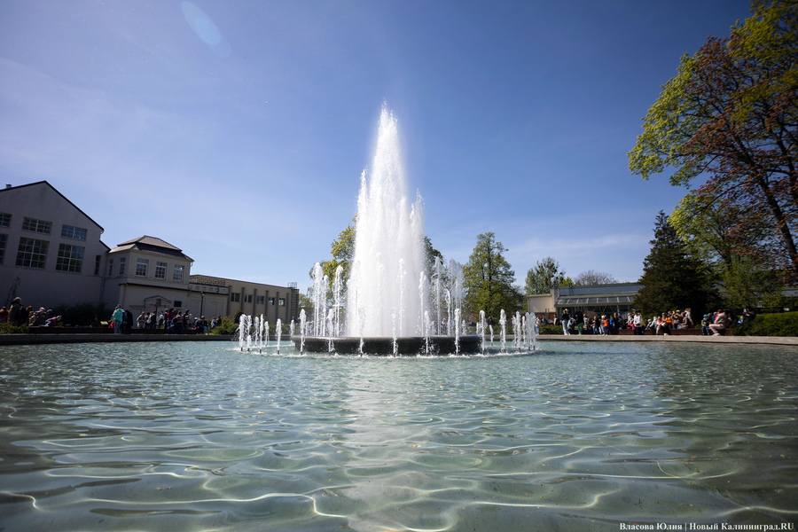 «Быки» и «младенцы»: в Калининграде начался сезон фонтанов (фото)