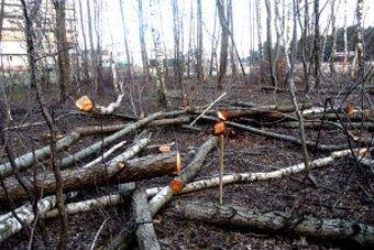 Мужчины незаконно спилили 43 дерева в роще поселка Космодемьянского