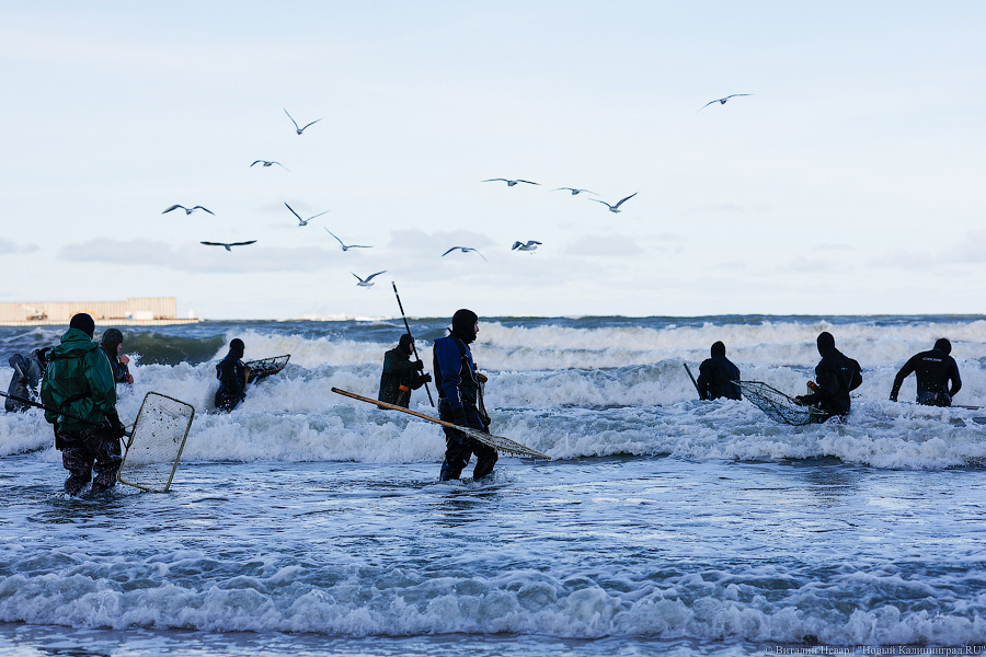Лучшее время: как в Пионерском ловят янтарь после шторма (фото)