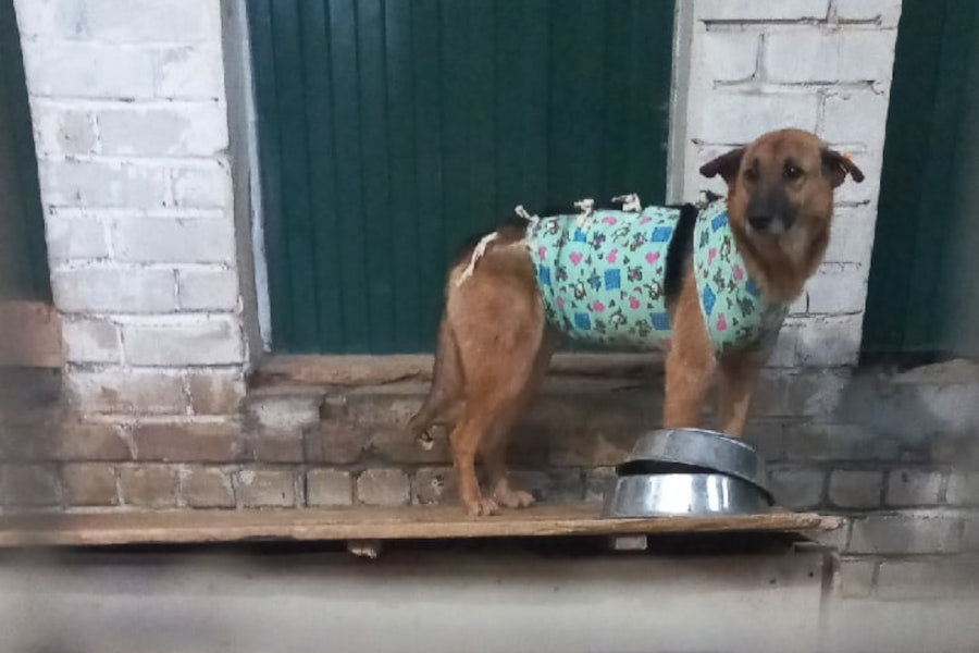 Ледяные вольеры без воды: как содержат животных в государственном ЦБЖ (видео)