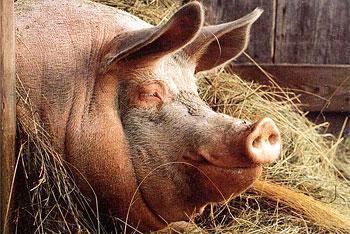 Литовские фермеры отказываются развлекать свиней игрушками