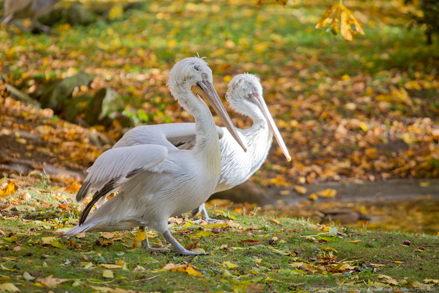 В Калининградском зоопарке под Домом птиц нашли тайный подвал