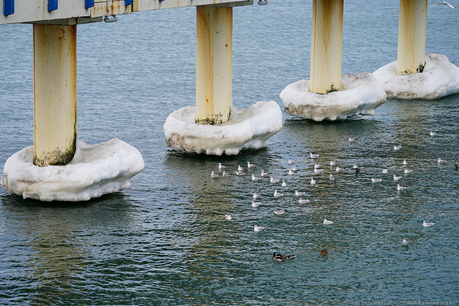 В Калининградской области массово гуляют по морскому льду, несмотря на запрет МЧС (фото)