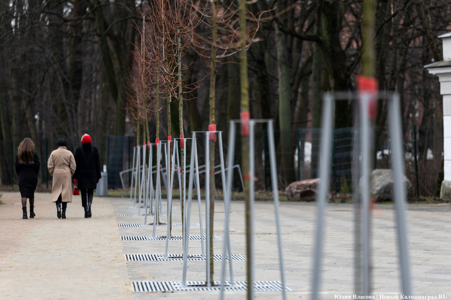 В трех соснах: как выглядит благоустроенная территория у стадиона «Балтика» (фото)