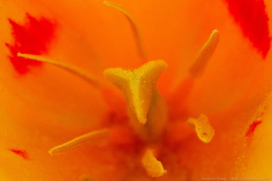 Тот, кто любит цветы: в Калининграде цветёт Ботанический сад (фото)