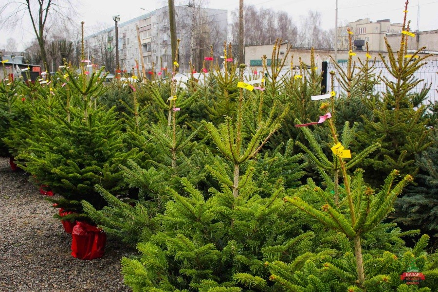  15 декабря в Калининграде откроется елочный базар на Портовой