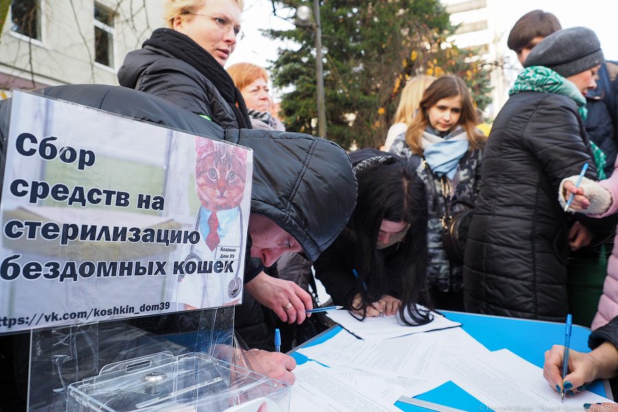 За что нас убивают?: как в Калининграде митинговали в защиту животных